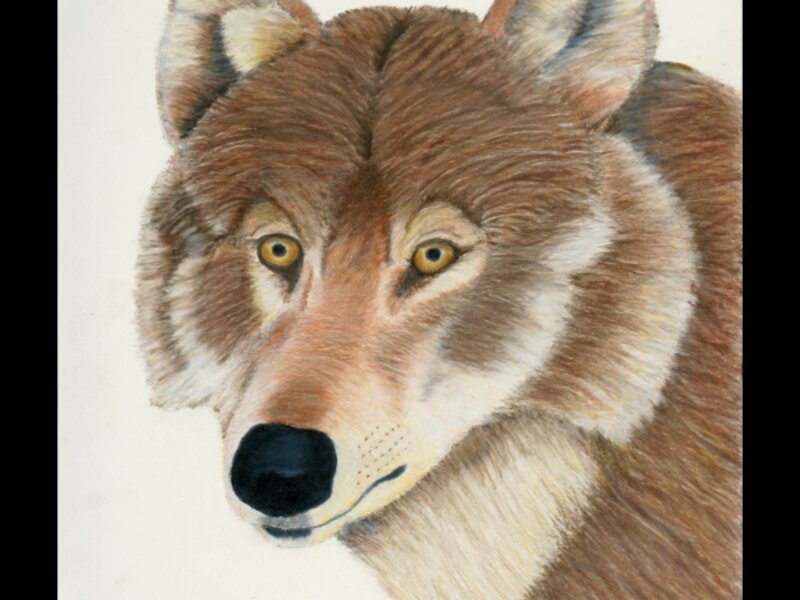 Wolf Portrait