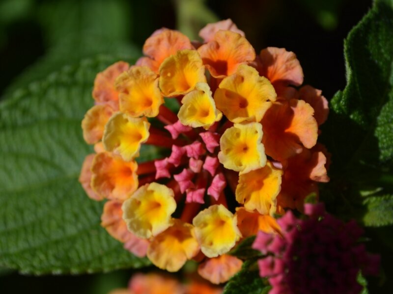 Ball of color