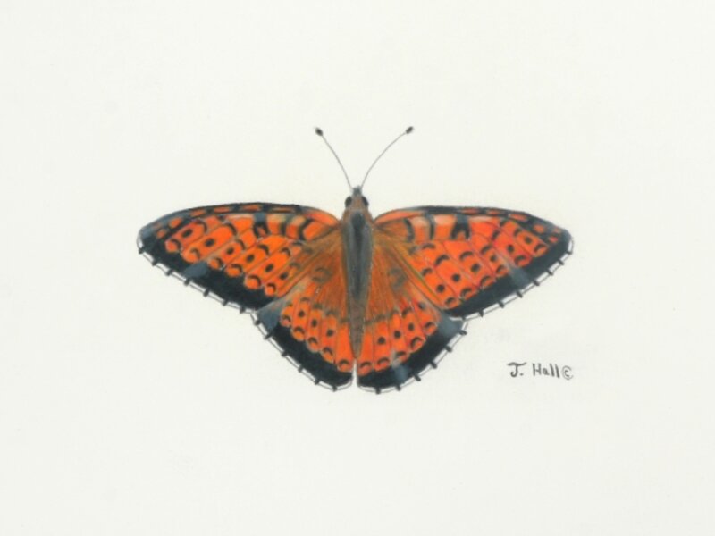 Great Spangled Fritiliary Butterfly