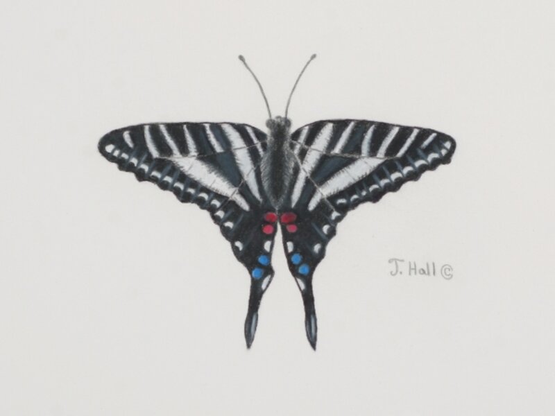 Zebra Swallowtail Butterfly