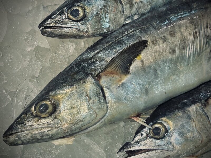 Photograph of fish on ice, June, 2026.