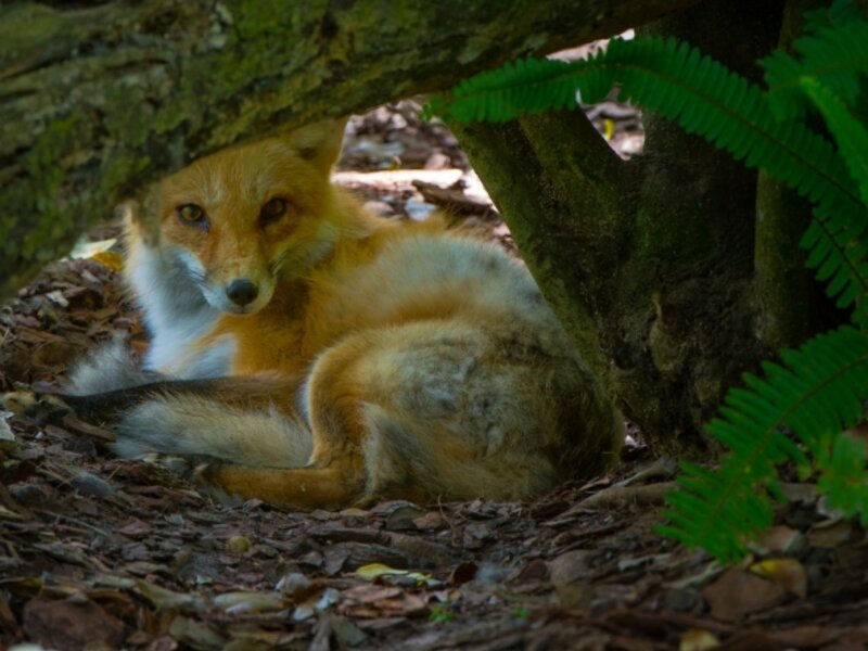 Fox