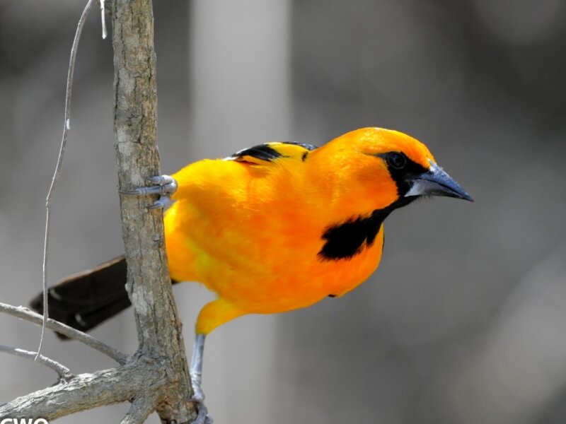 Baltimore Oriole 
