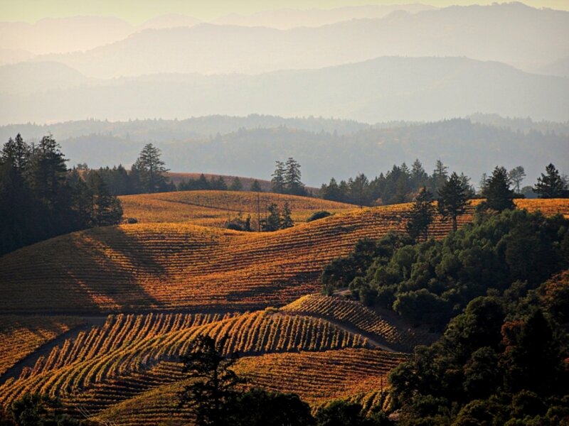 Alexander Valley Ridge
