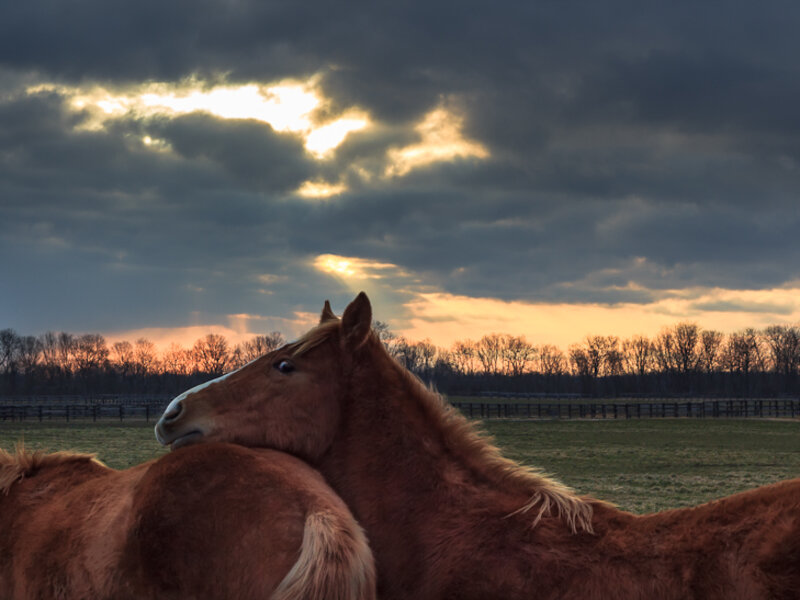 Storm Horse