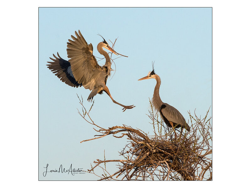 Building the Nest
