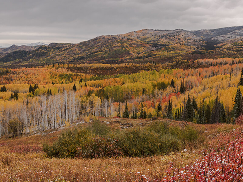 Autumn on Buffalo Pass