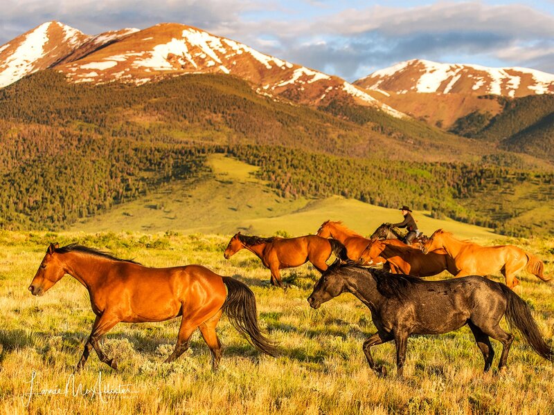 To Summer Pasture