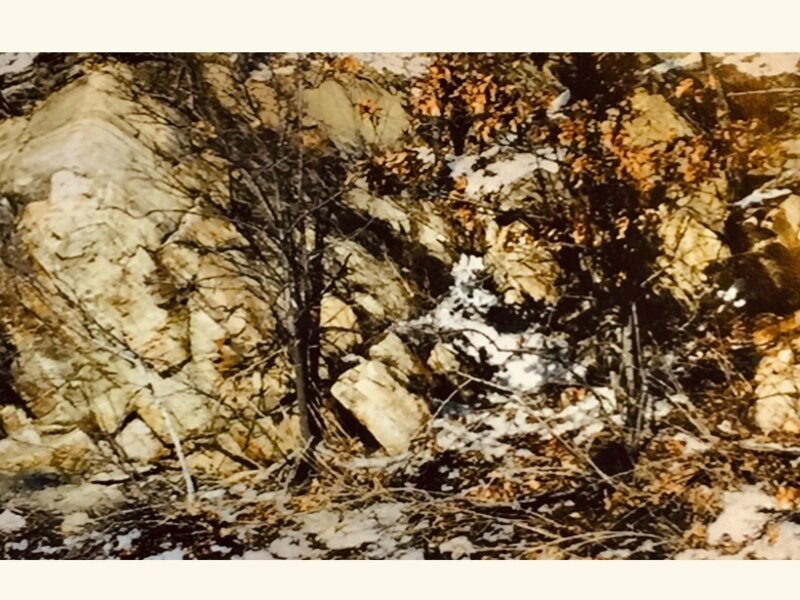 Trees In A Forest 