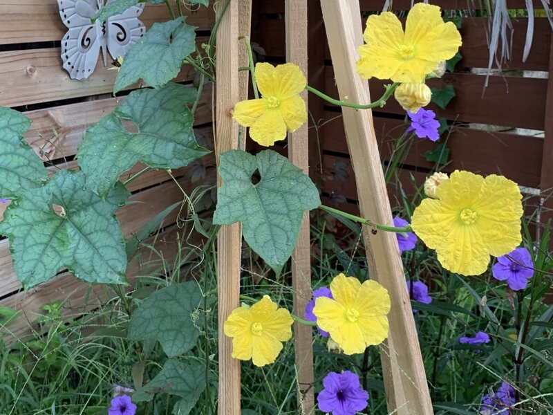 Loofah Flowers 
