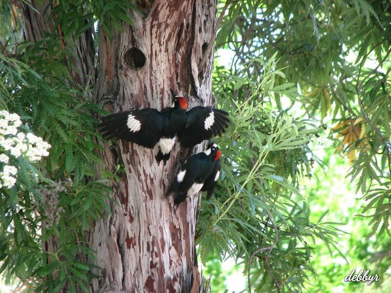 Acorn Woodpecker