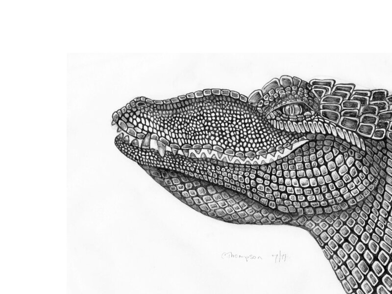 aligator