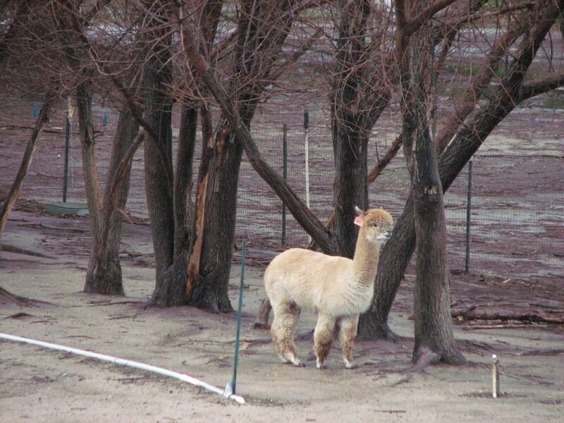 Alpaca in the Rain