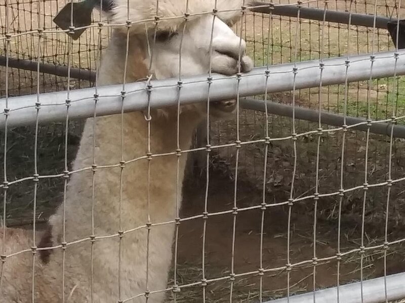 Alpaca
