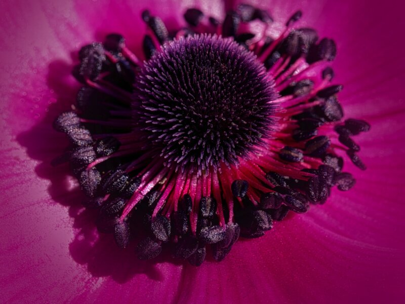 Magenta Anemone