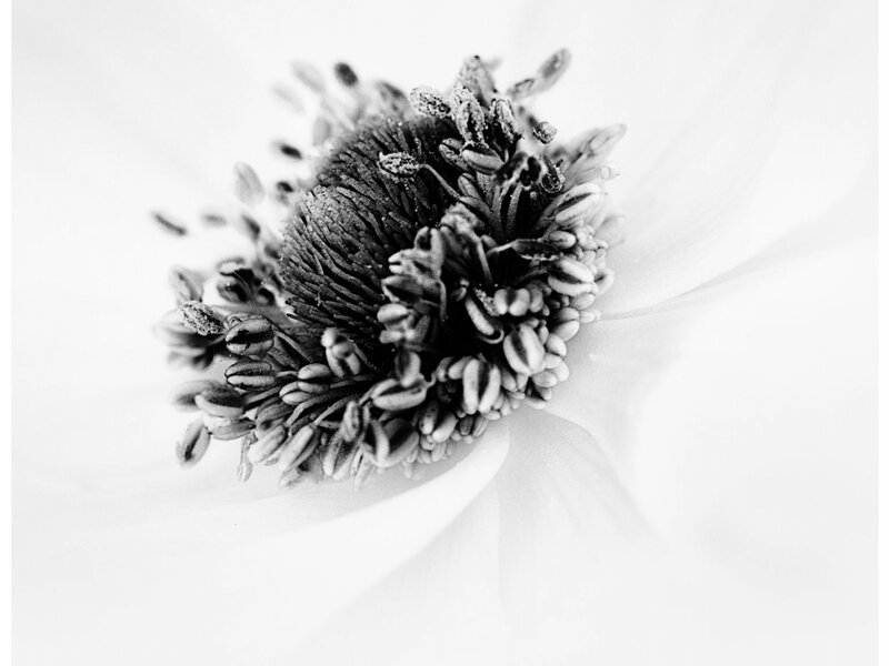 Anemone