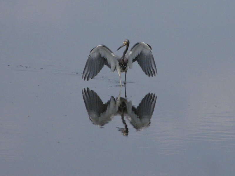 Angel Wings