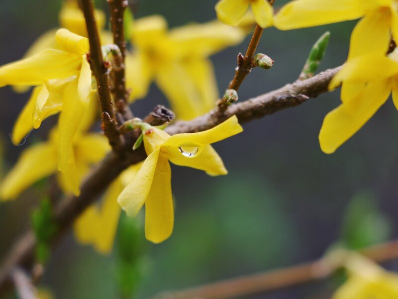 April Showers