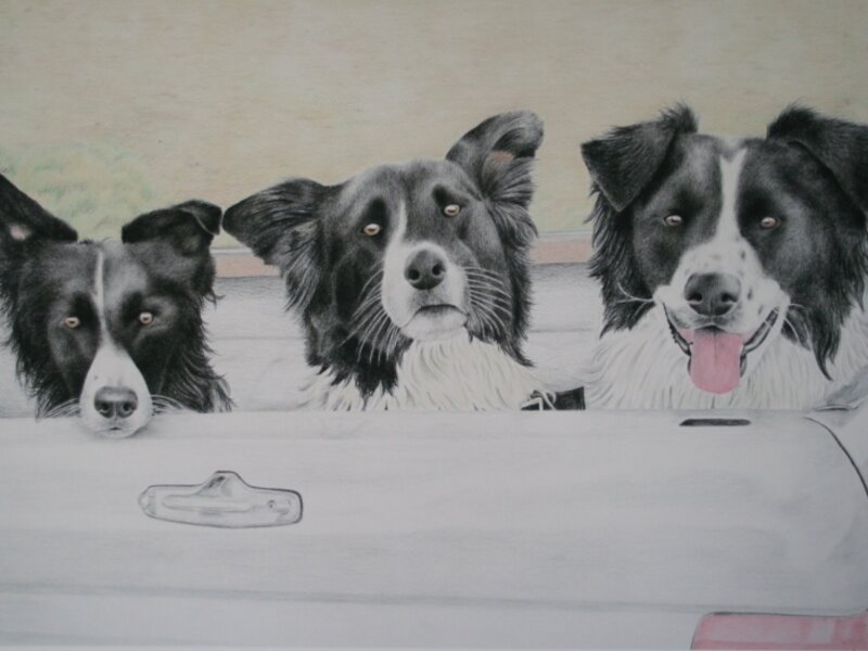 border collies
