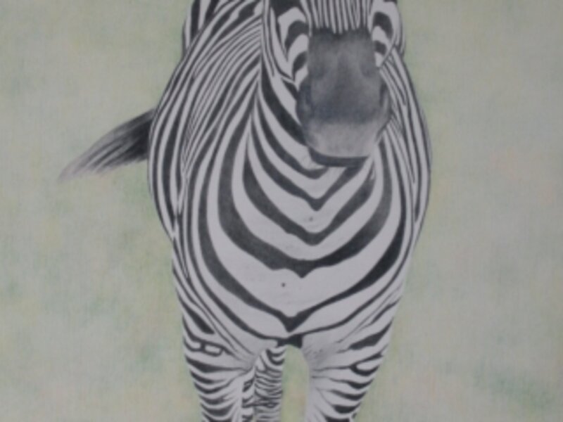 zebra