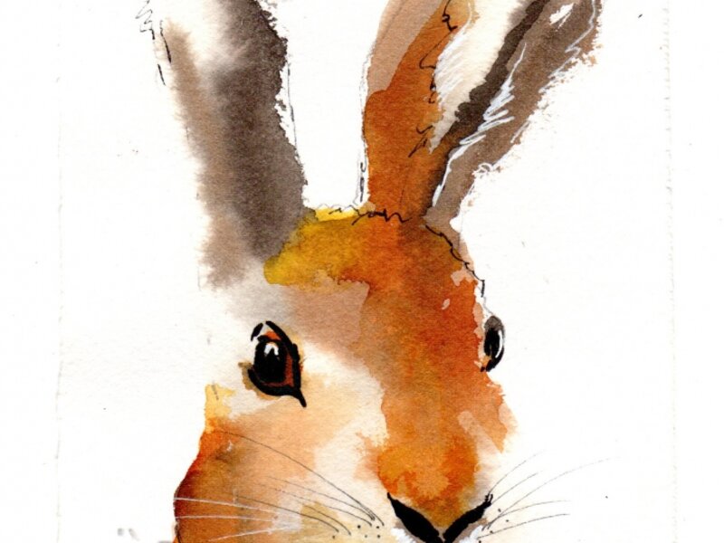 Hare Stare