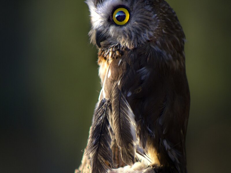 Northern Saw-whet Owl