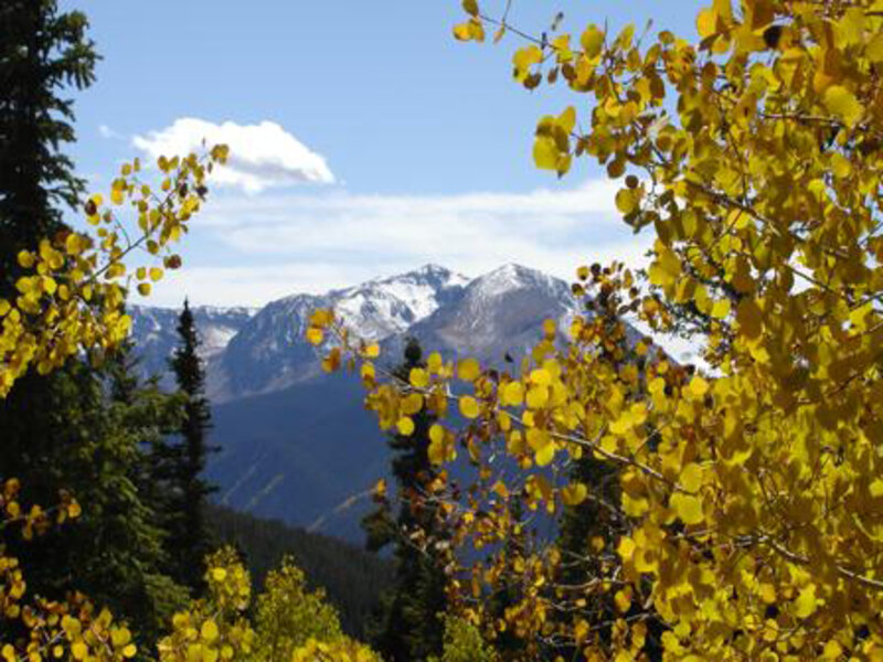 Aspen Leaves