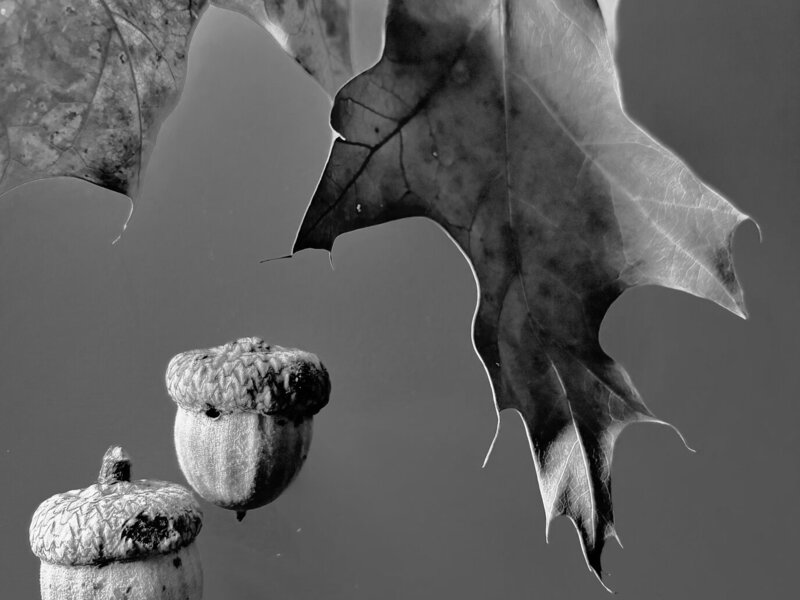Photograph of acorns and leaves, October 4, 2026.