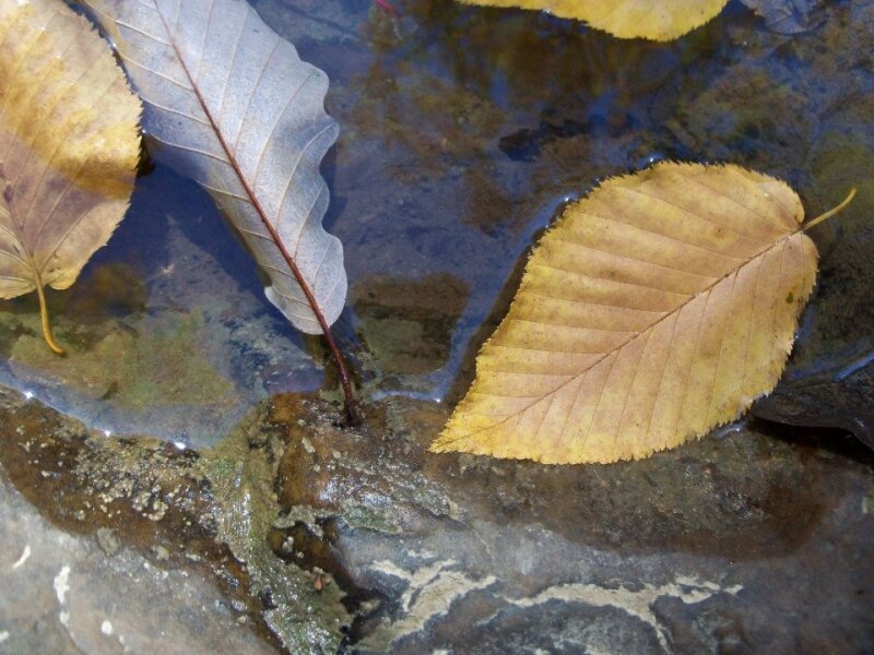 Autumn Leaves in Water