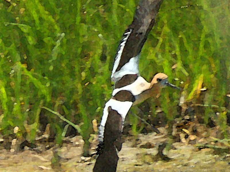 American Avocet