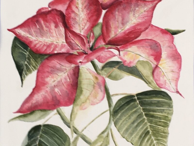 Pink Poinsettia
