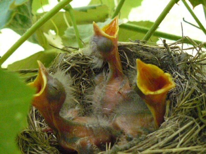 Feeding time