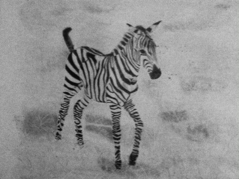 Baby Zebra