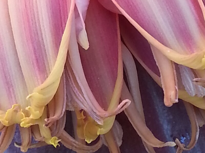 Banana flower