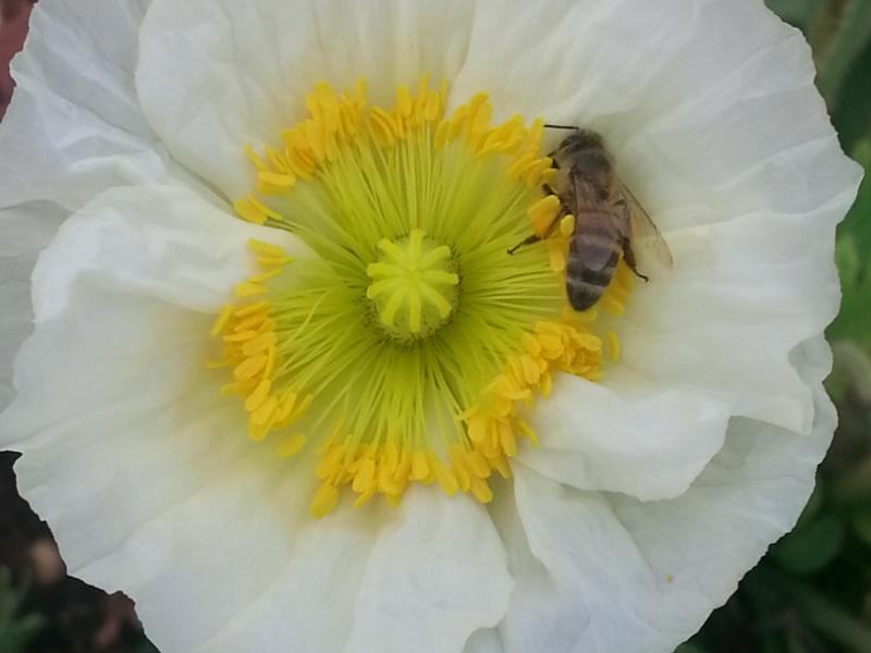 Bee and Poppy