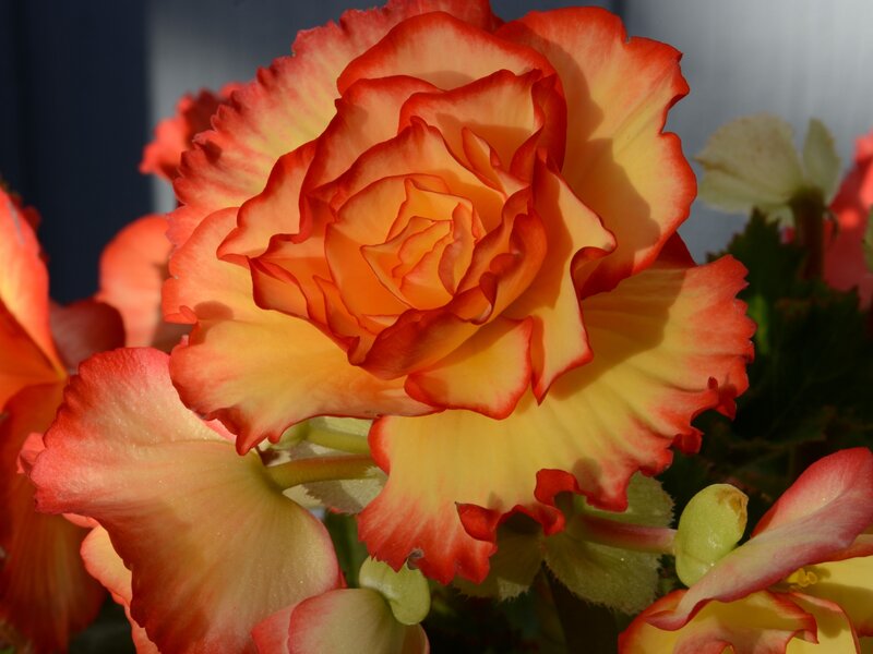BEGONIA