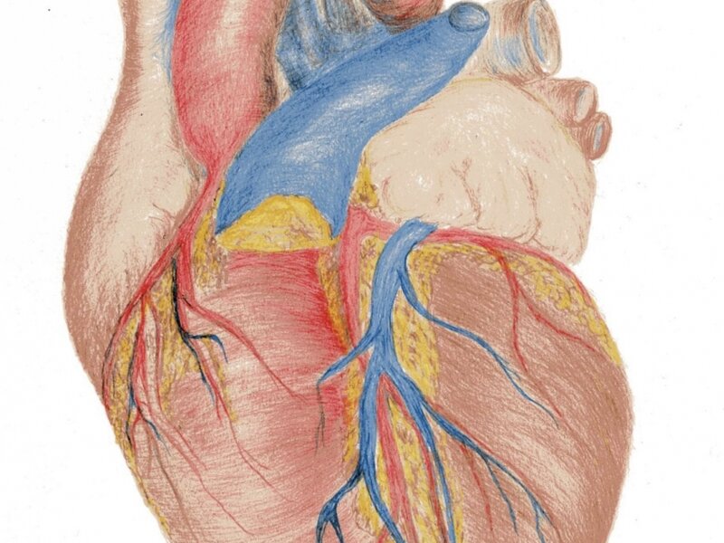 Heart