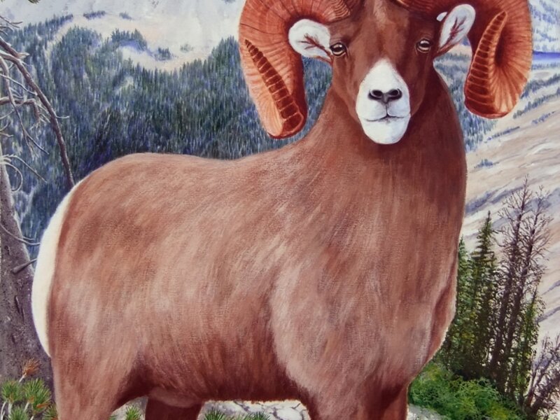 Bighorn Sheep at Hurwal Divide, Oregon