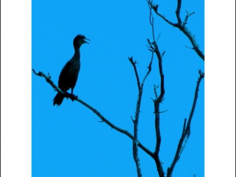 Bird in Silhouette
