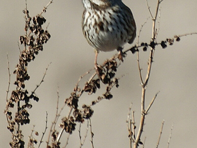 Laguna de Santa Rosa Sparrow