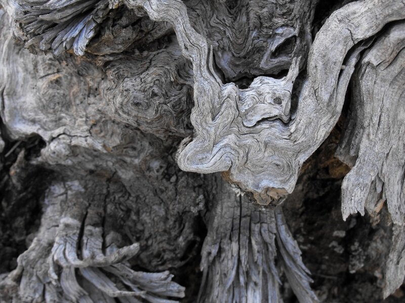 birds caught in a fallen tree stump