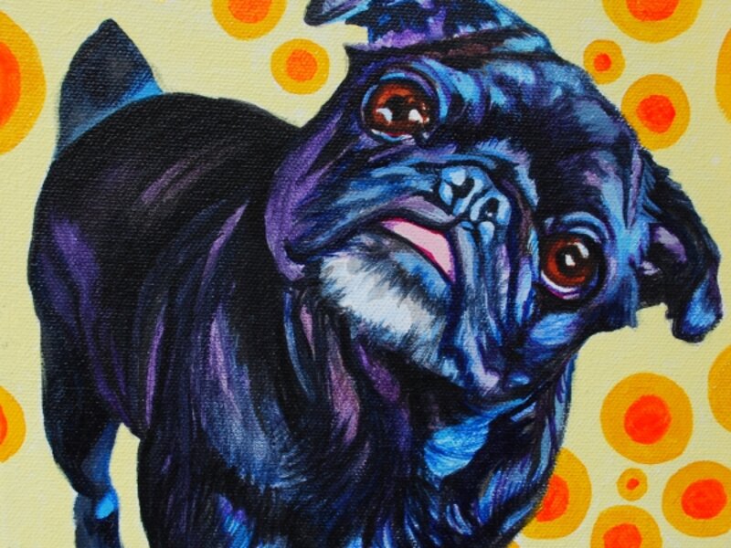 Black Pug