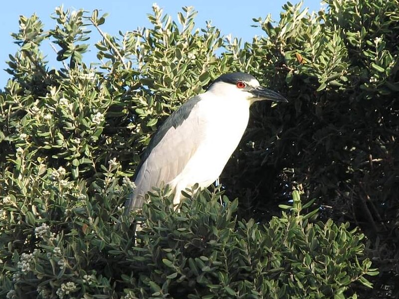 Black Crown Night Heron