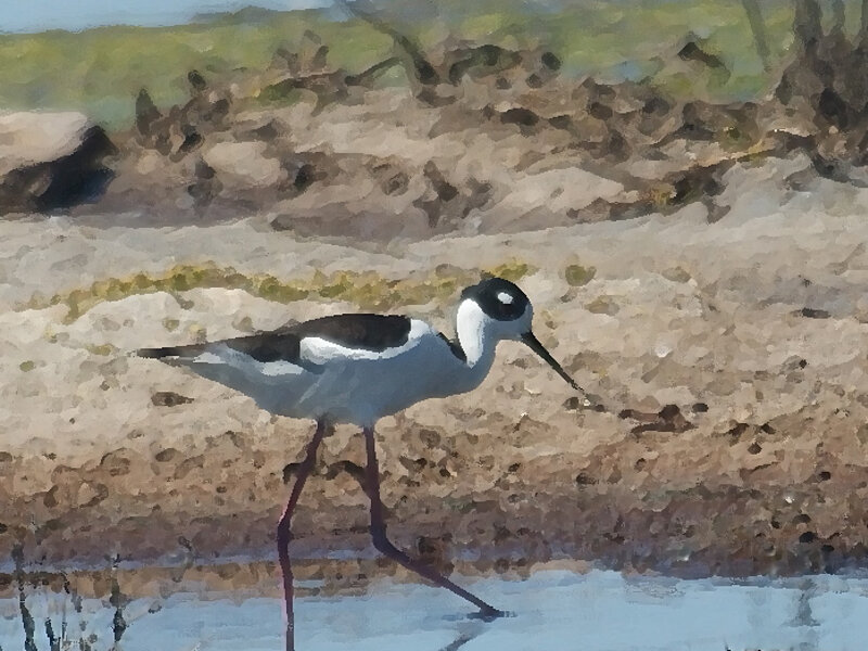 Black Necked Stilt