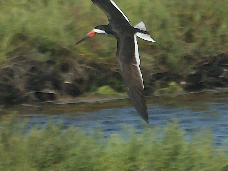Black Skimmer