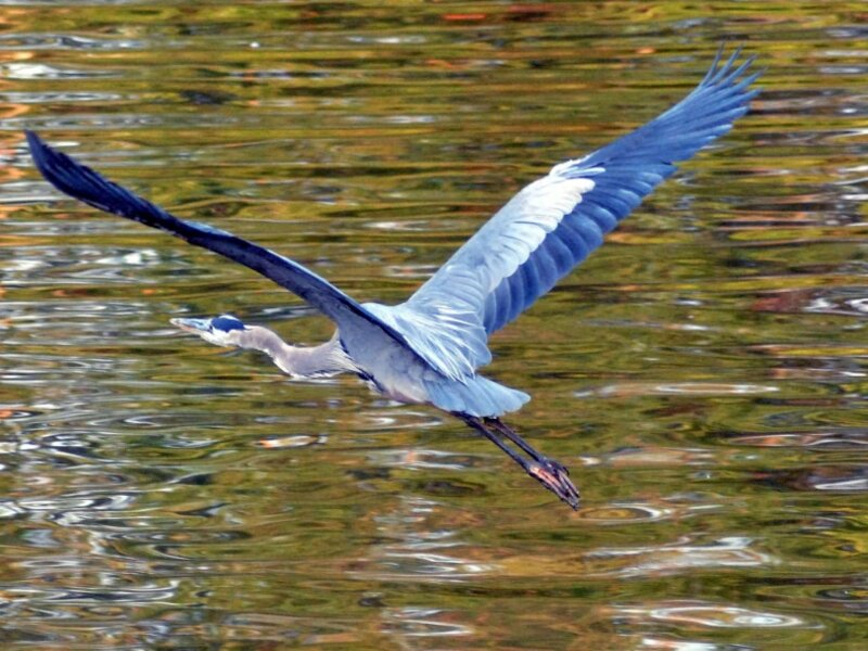 Blue Heron at Sunset