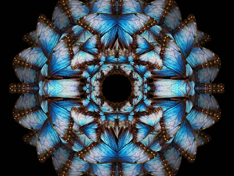 Bule Morpho