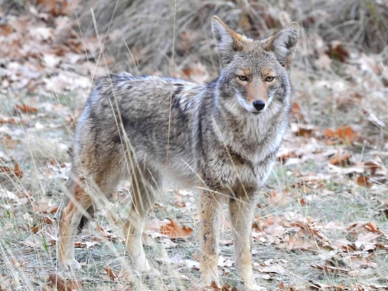 coyote