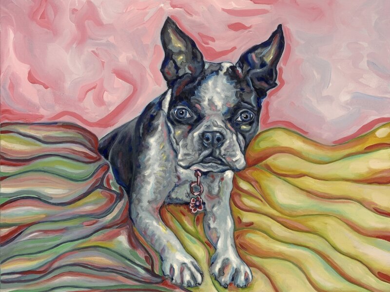 Boston Terrier