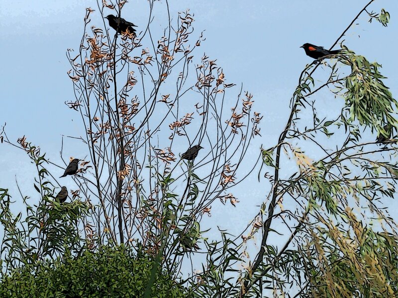 Red-winged Blackbirds
